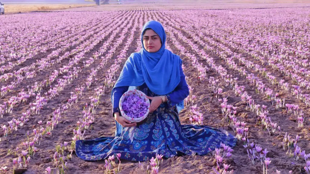 مزارع زعفران تربت حیدریه